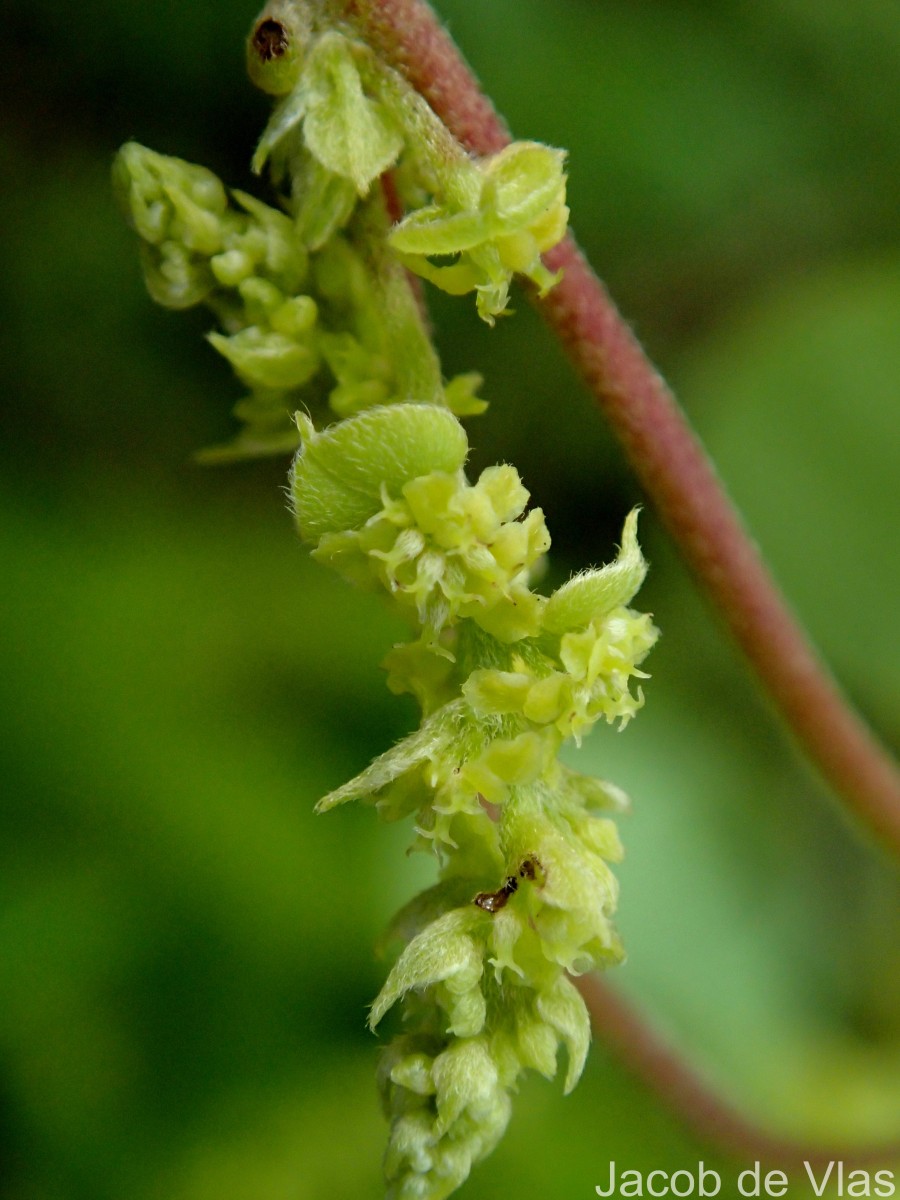 Cissampelos pareira L.